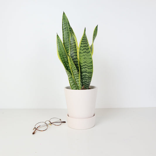 Snake Plant