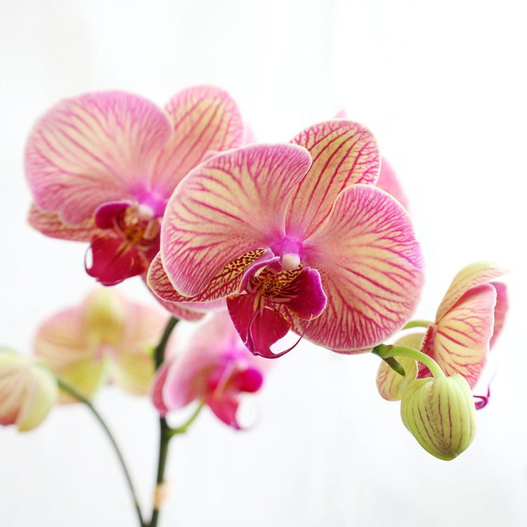 Fantasy Orchids