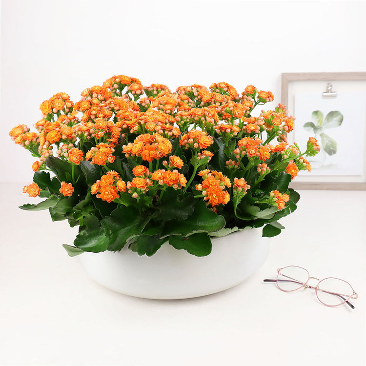 Kalanchoe Garden