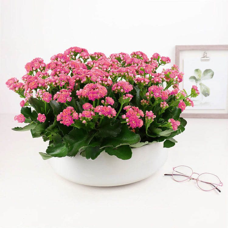 Kalanchoe Garden