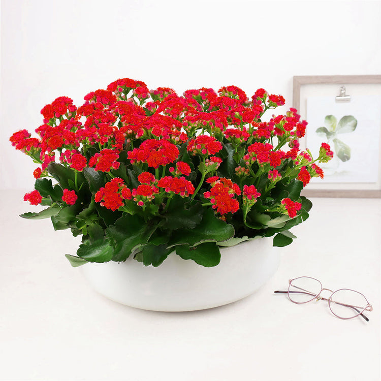 Kalanchoe Garden