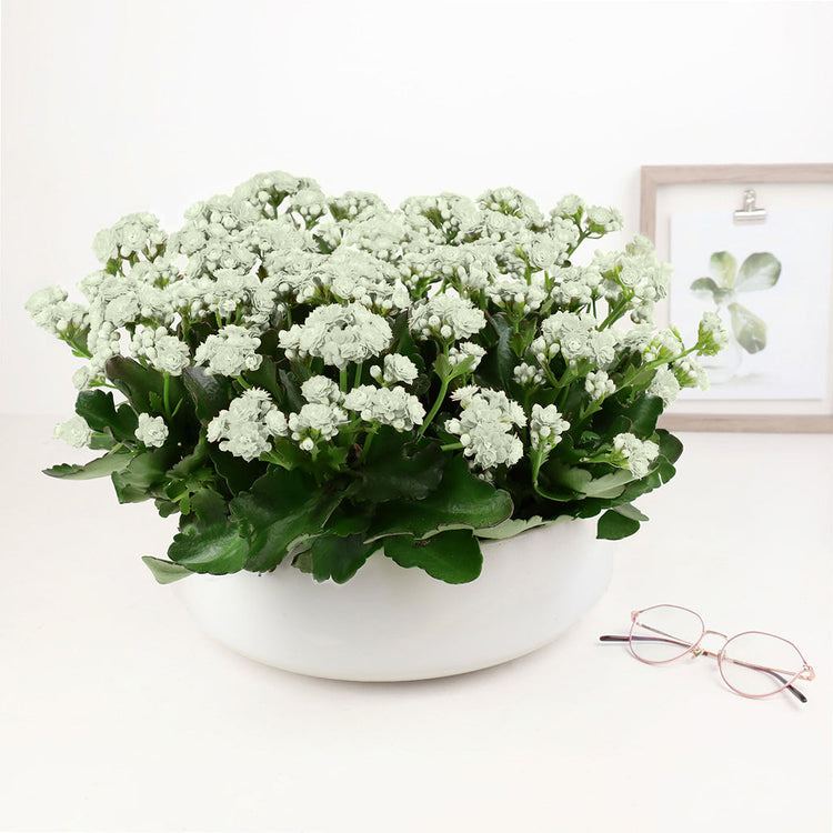 Kalanchoe Garden