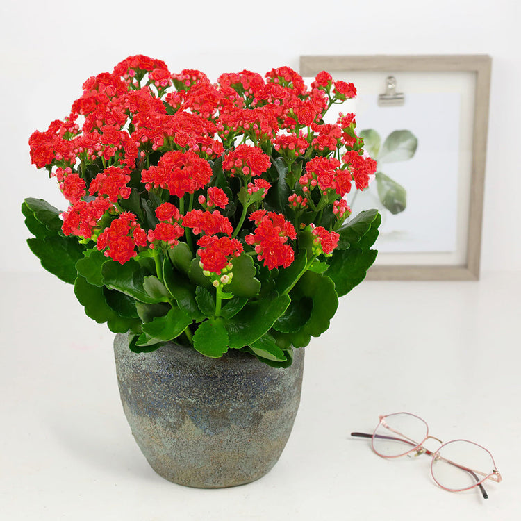 Kalanchoe