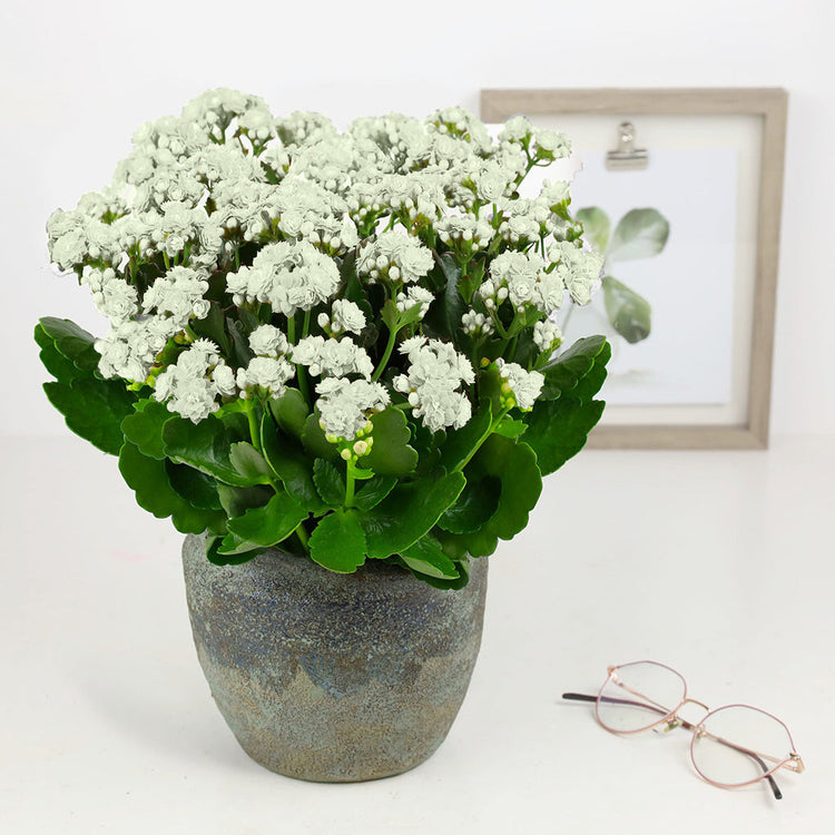 Kalanchoe