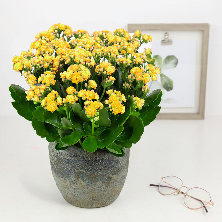 Kalanchoe