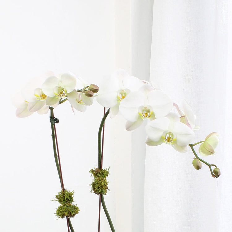 Large Double Orchids
