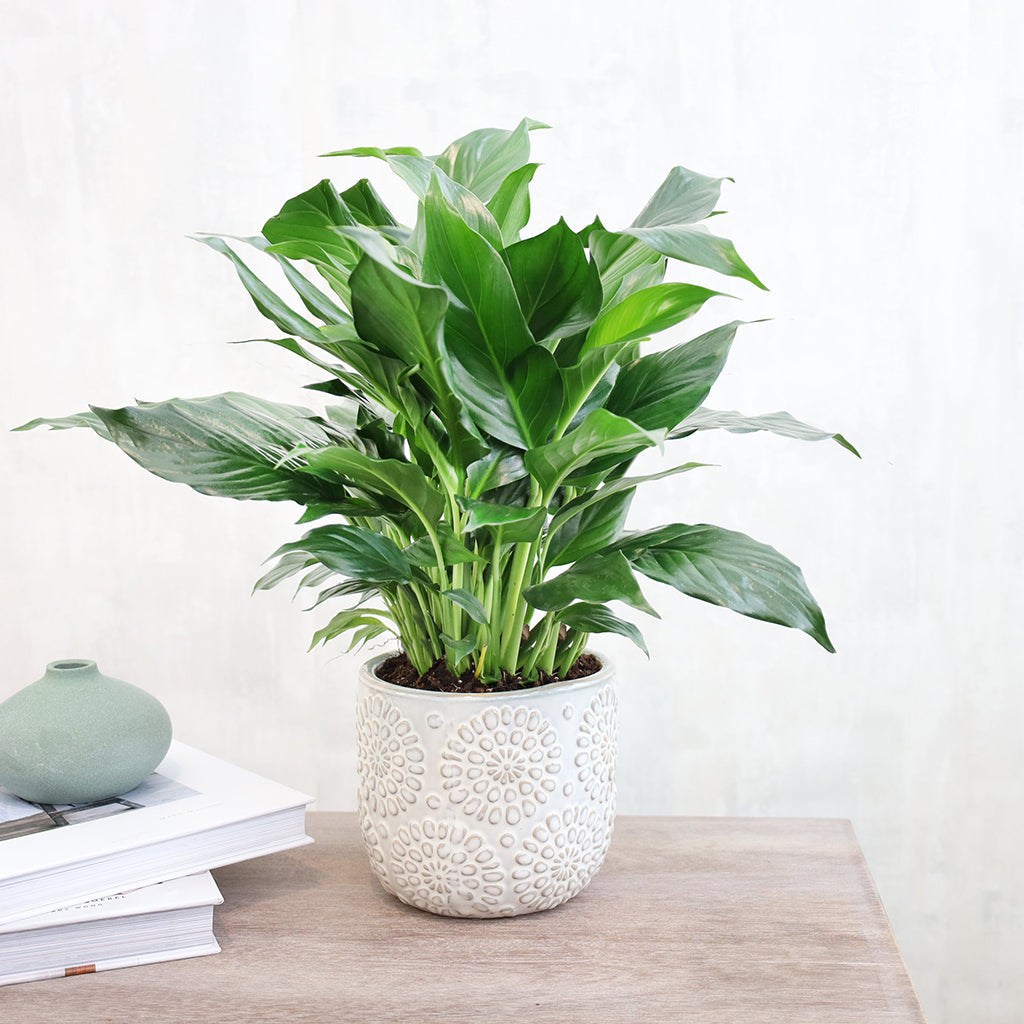 small peace lily Peace Lily – Rosey's Chicago Flower Company