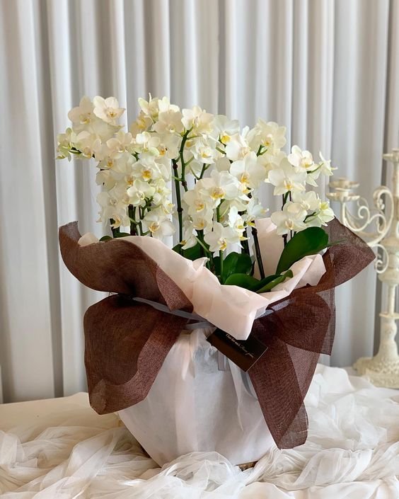 Orchids