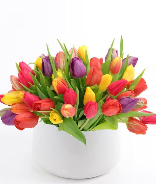 Tulips Galore