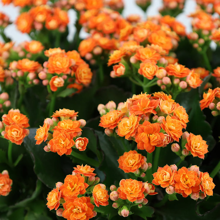 Kalanchoe Garden