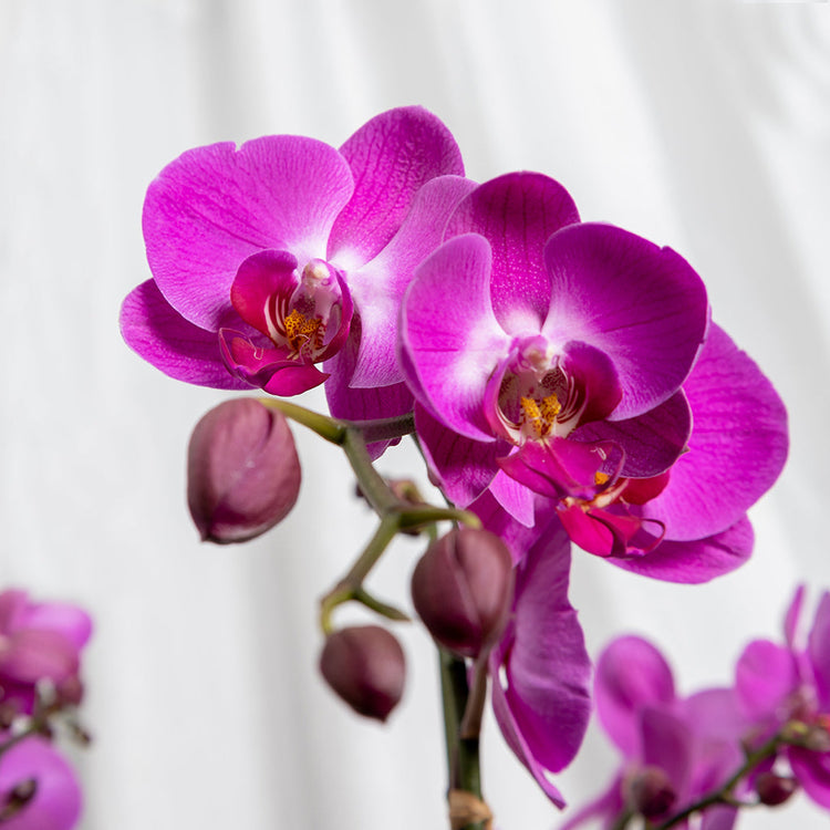 Orchid Garden II